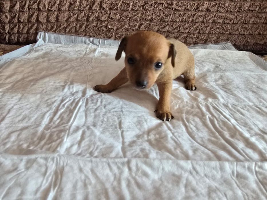 Продам щенков той-терьер