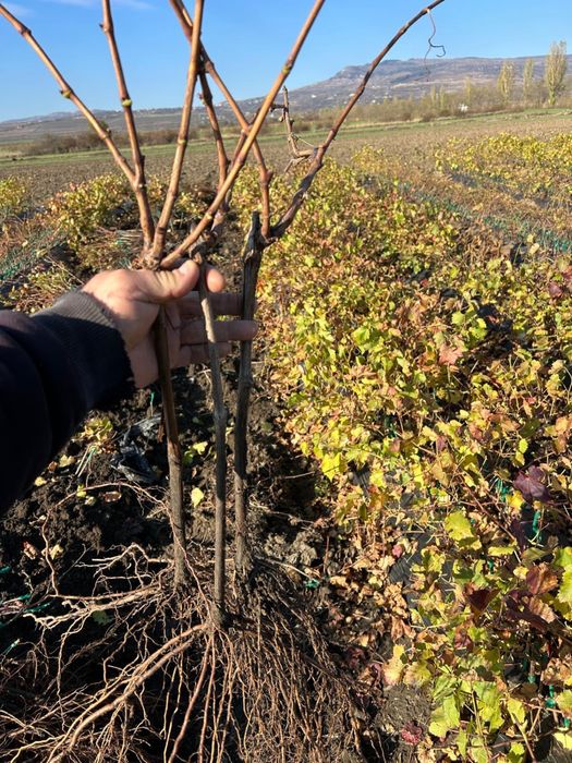 Căpșunică , Ananas , Fraga , hibrid