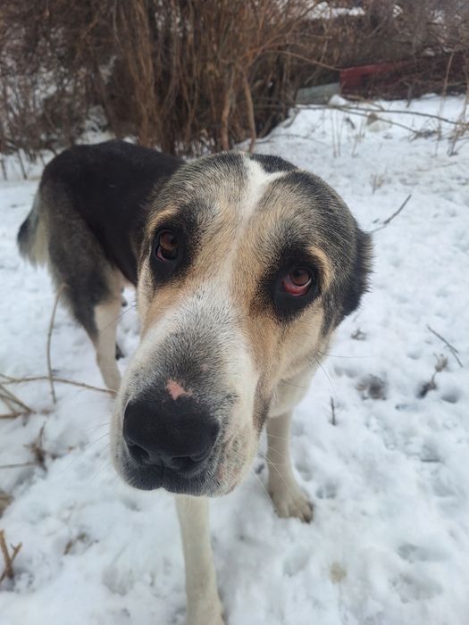 Алабай сатылады  срочно