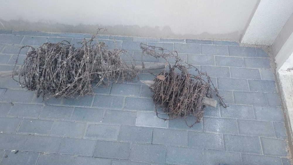 Sarma Ghimpata pt gard