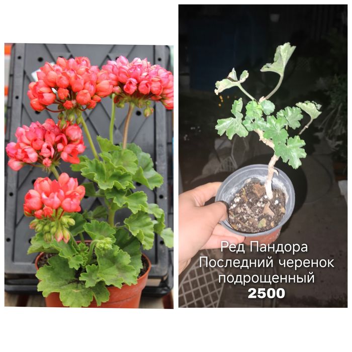 Бoльшой выбор комнатных растений.