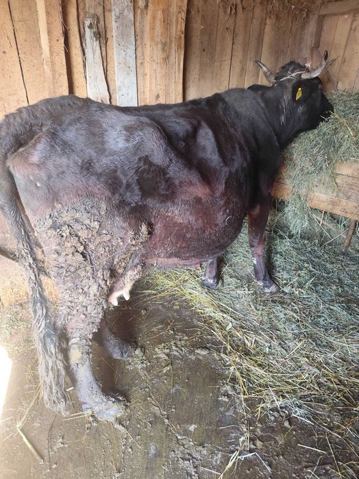 Vacă de vânzare de prăsilă