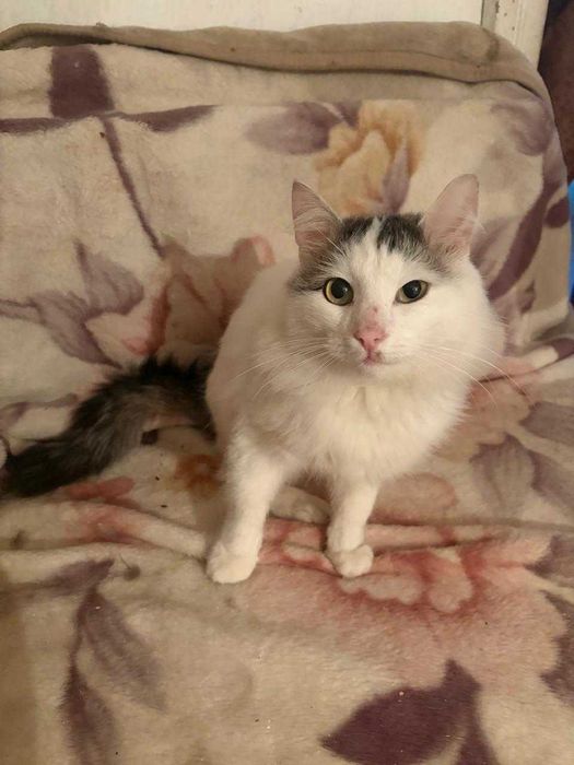 Отдам кота в добрые руки