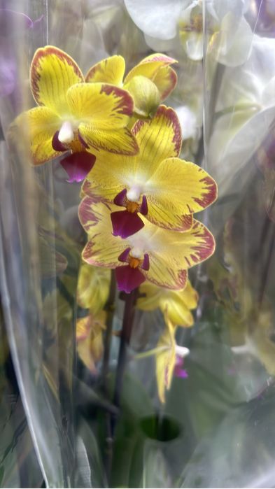 Орхидей оптом доставка по области