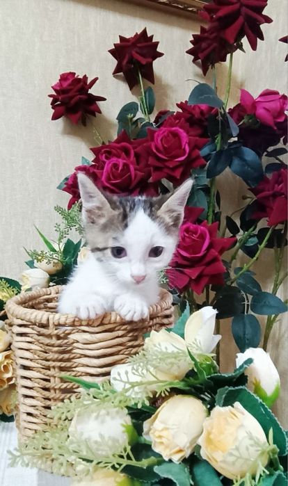 Отдаем котят чистенькие