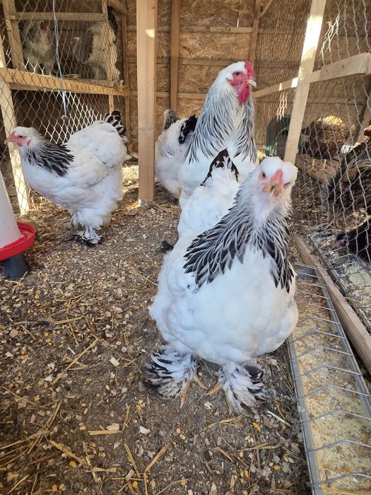 Oua incubat Brahma HD și Australorp disponibile