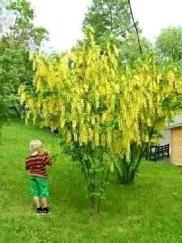 Златен дъжд - Laburnum wat.Vossii