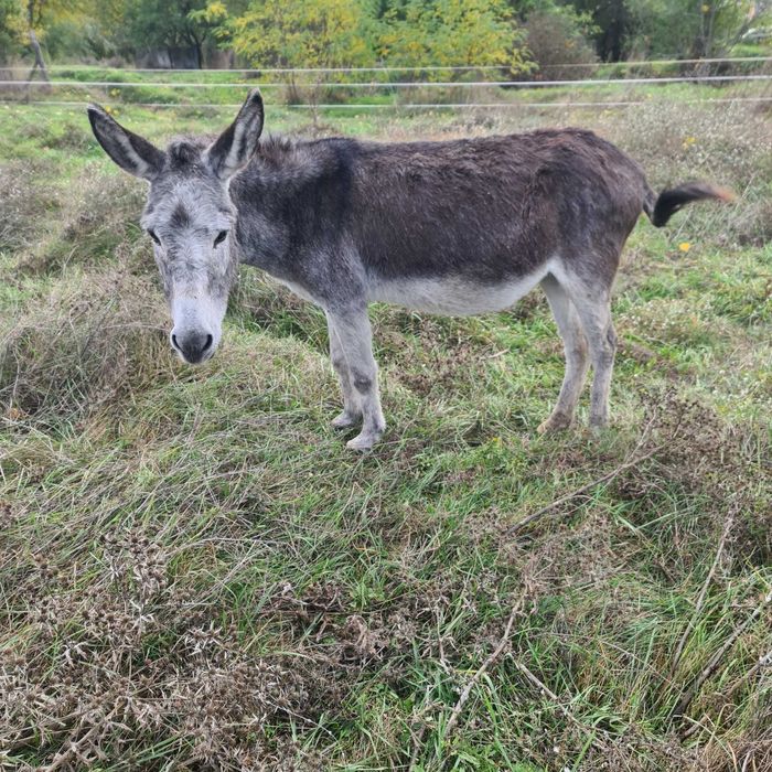 Vand magarite si magari