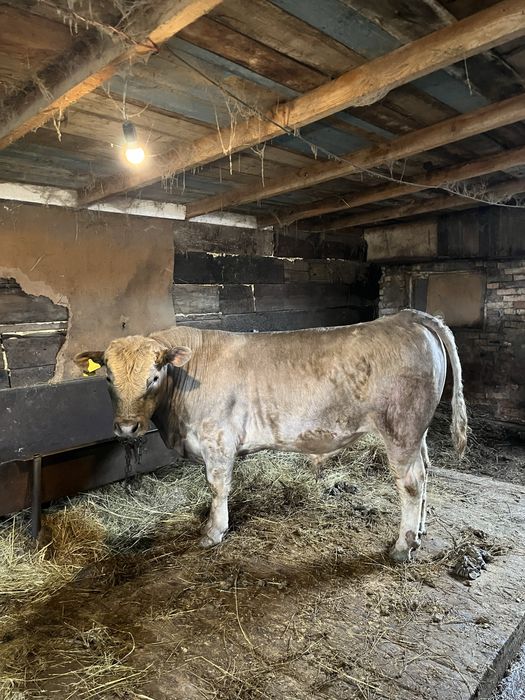 Продам бычка на племя