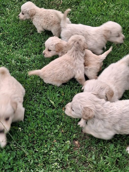 Pui Catel  Golden Retriver