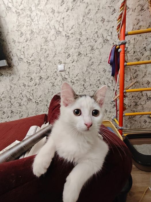 Котята, подкидыши