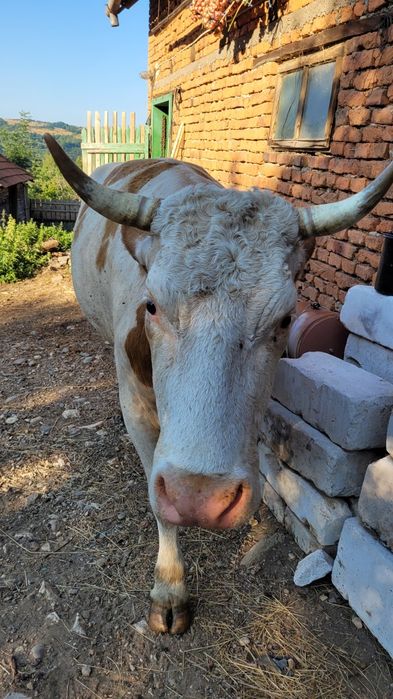 Vaca tanara gestanta