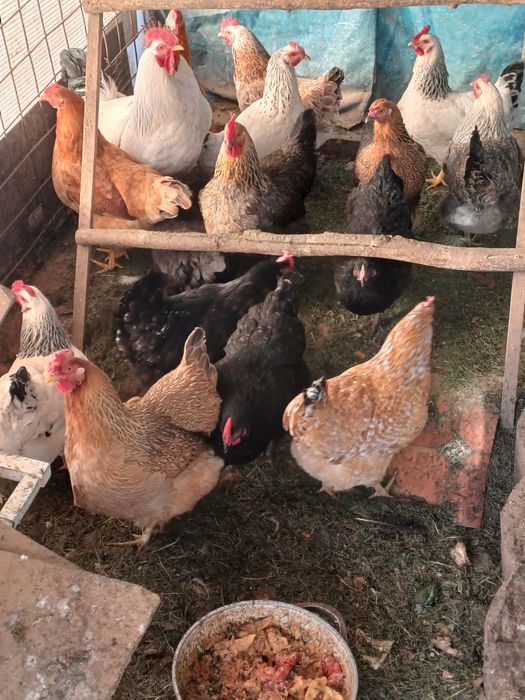 Продам курей домашних