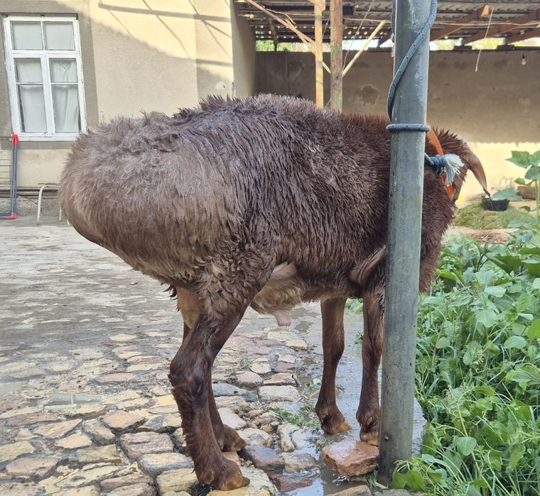 Qazoqi tagal sotiladi