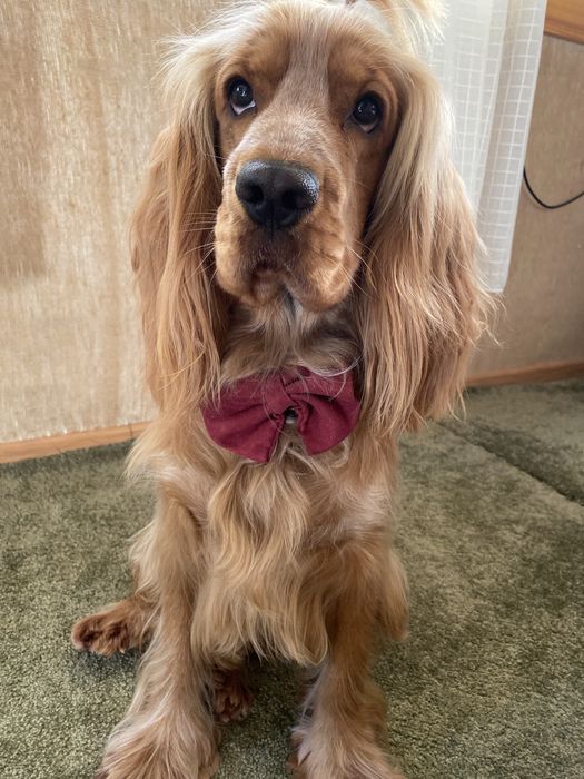 Английский кокер спаниель  мальчик ищет себе невесту