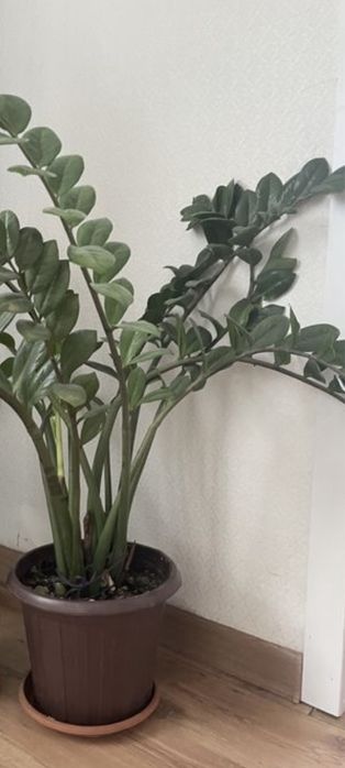 Замиокулькас или долларовое дерево.