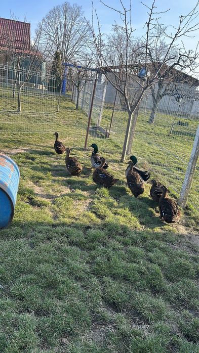 Oua de rața rasa Rouen