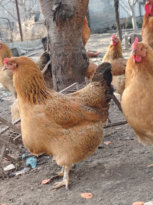 Кученский   Инкубационое яйцо