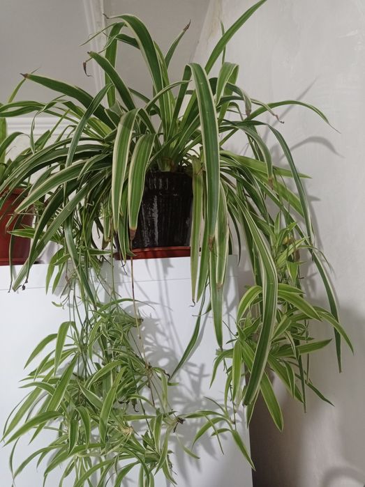 Комнатные растения.