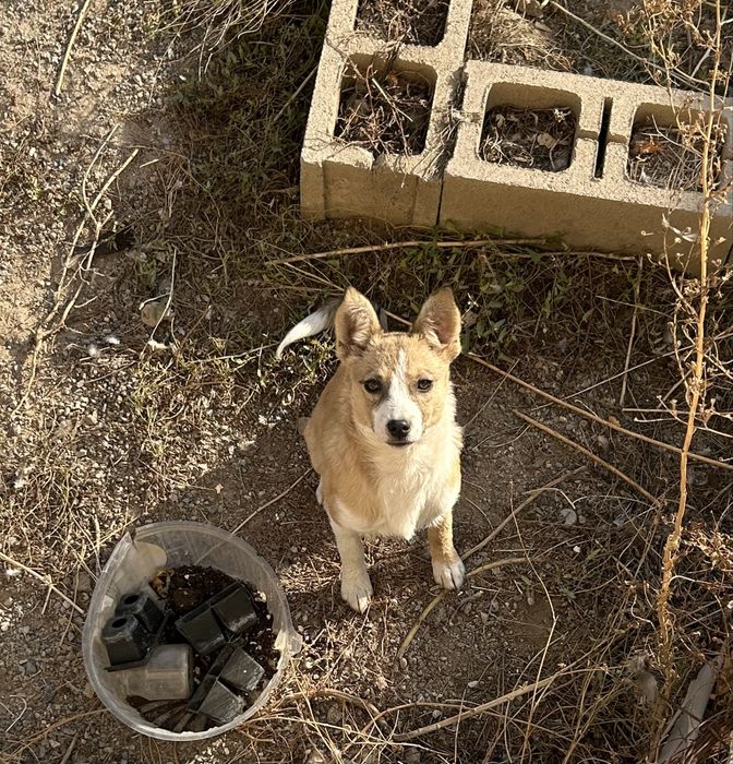 Отдаю в добрые руки
