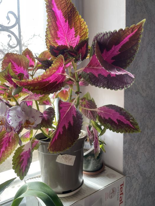 Продам комнатные цветы! Разные! Колеусы разных сортов, пиперомия, синг