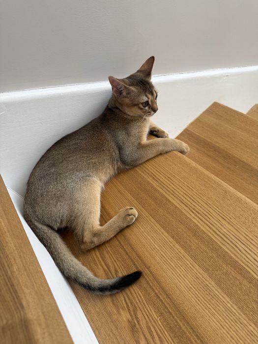 Продам абиссинского котенка