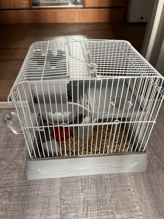 Продам джунгарского хомяка