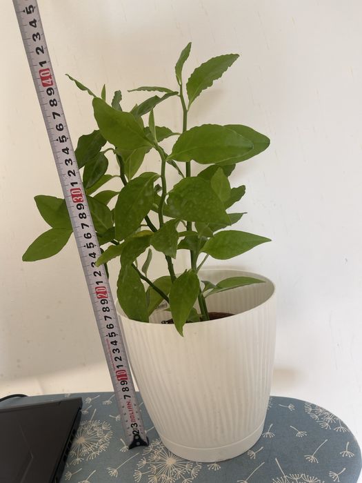 комнатные растения