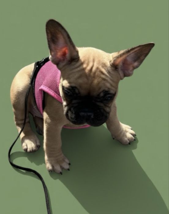 Девочки француженки