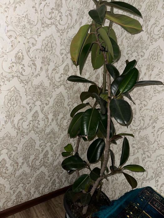 Домашние цветы очень красивые