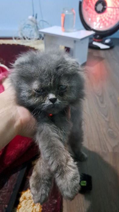 Mushuk sotiladi narxini kelishamiz