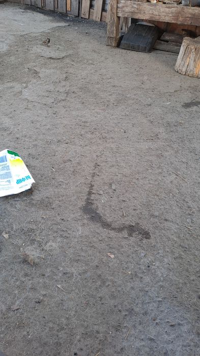 Щенки немецкой овчарки