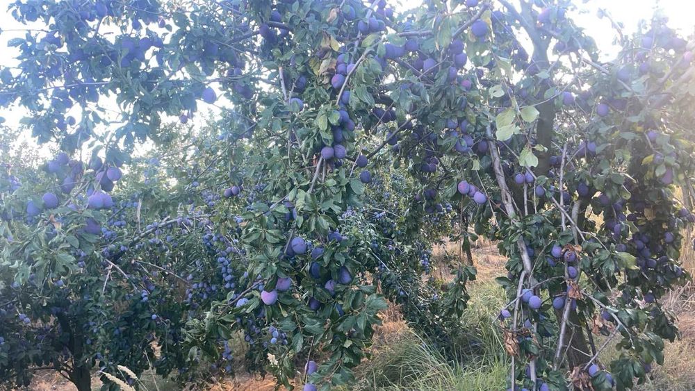 Vand Prune de tuica aflate in Sat Hintesti , Jud. Arges