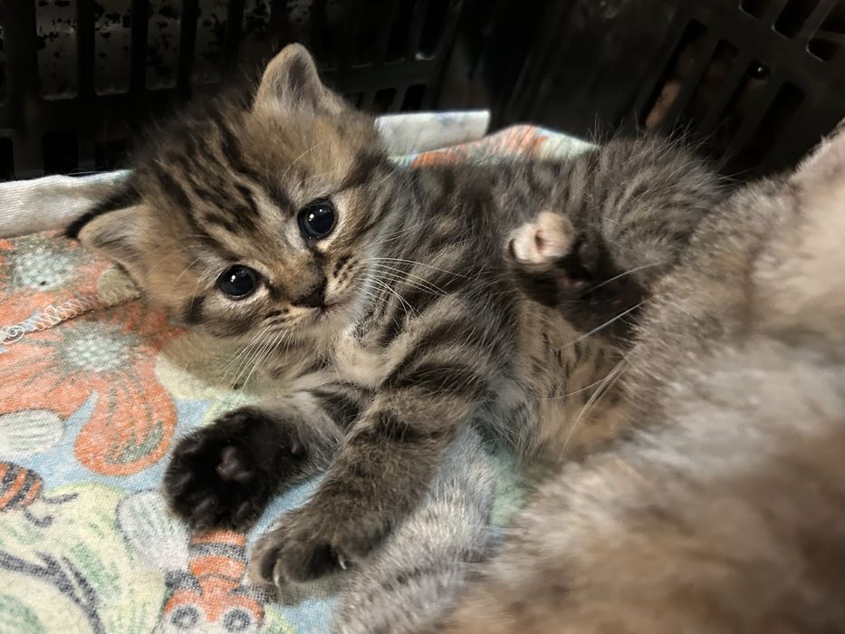 Отдам котят в добрые руки !