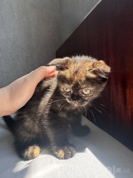 Вислоухий котенок
