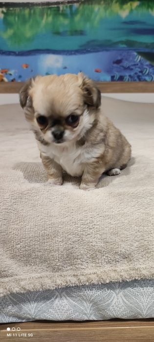 Две момичета чихуахуа