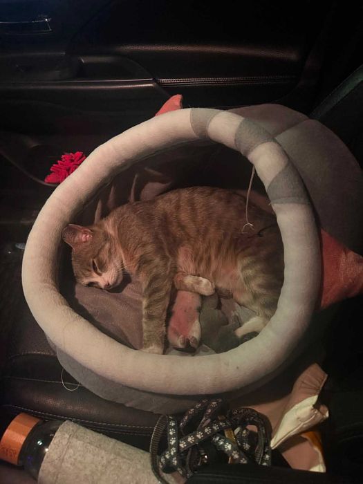 Кошка с котятами, передержка