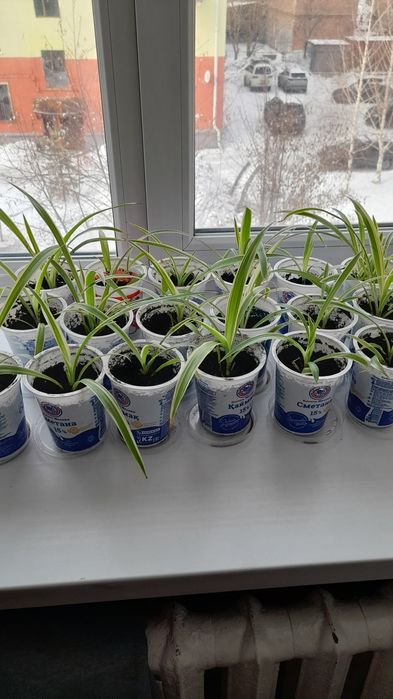 Продам цветы хлорофитум