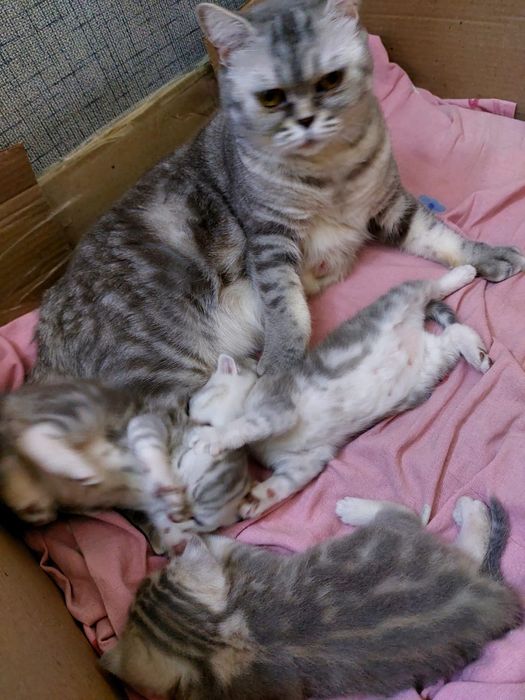 Скотиш страйт шотландские катята.
