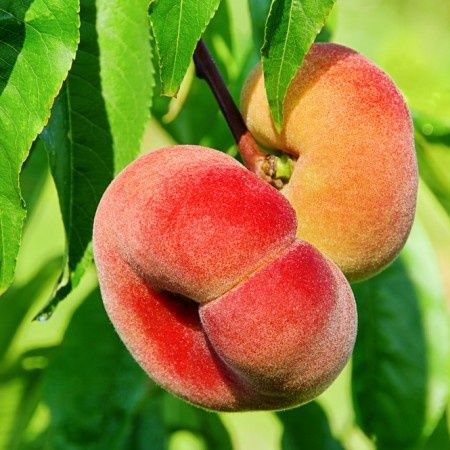 Piersic Plat Platicarp