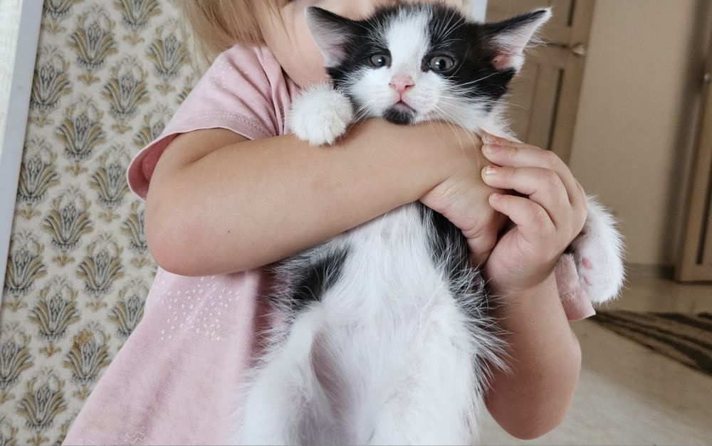 Котята ищат хозяев