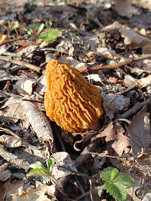 Zbârciogi proaspete sau deshidratate