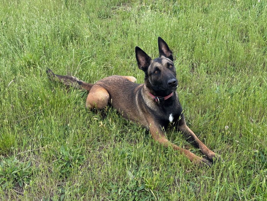 Femela Ciobănesc Belgian Malinois