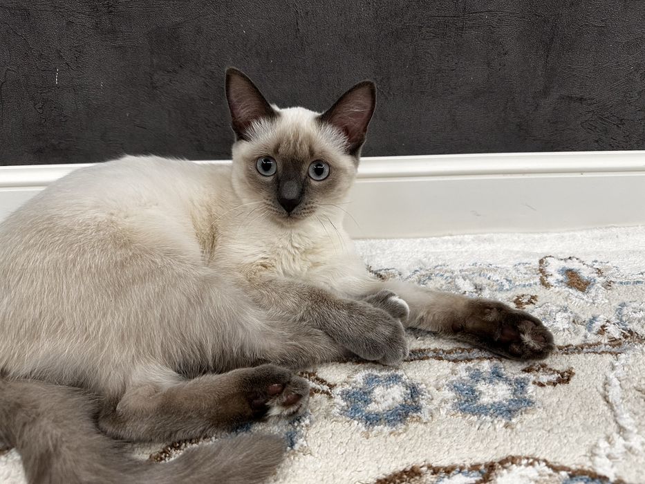 Отдам котенка, кошка