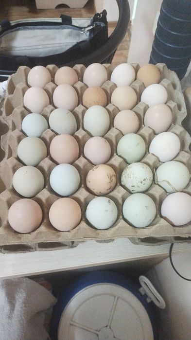 Домашние яйца на еду