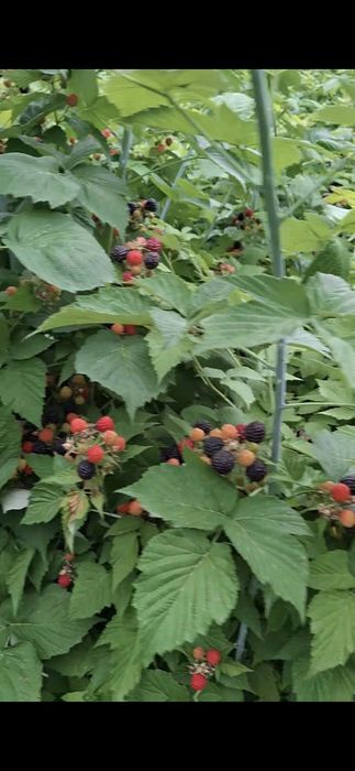 Саженцы чёрной малины