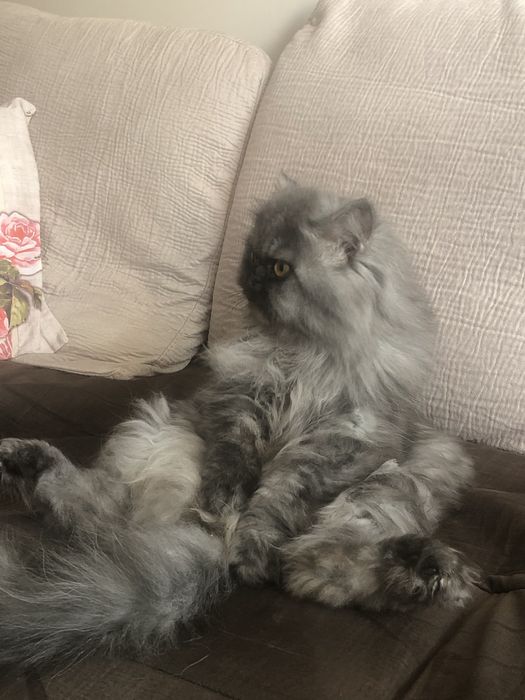 Котка
