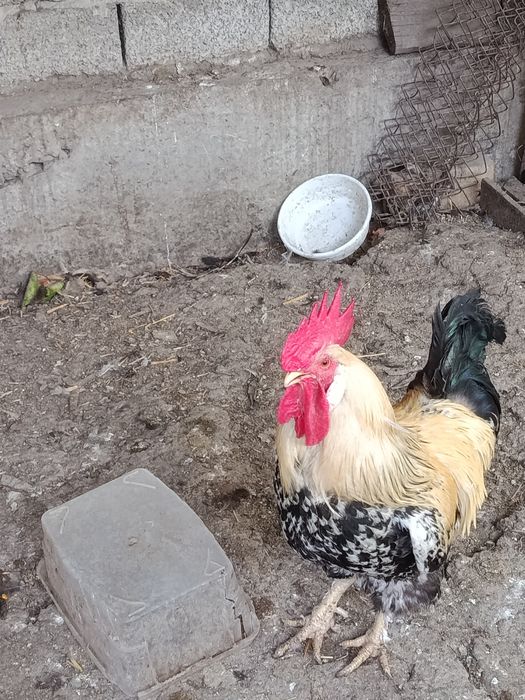 Хороз сотилади продам петухов