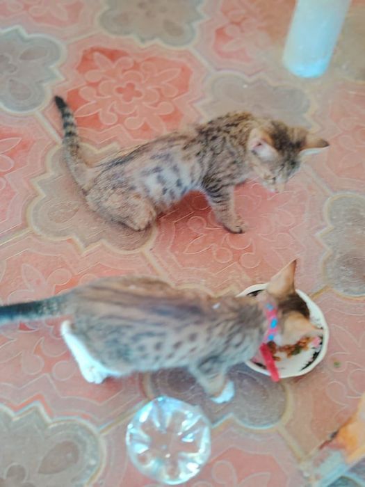 Отдам котят в хорошие руки