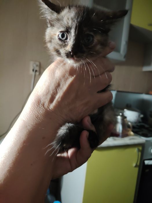 Отдам котят в добрые  руки